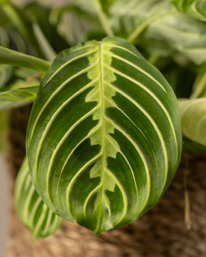 Die Nahaufnahme eines Maranta-Zitronenlimettenblattes zeigt sein hellgrünes, symmetrisches Adernmuster. Die lebhaften Kontraste auf der glänzenden Oberfläche fallen auf, während der leicht verschwommene Hintergrund die komplizierten Details dieses Gebetspflanzenblattes hervorhebt.