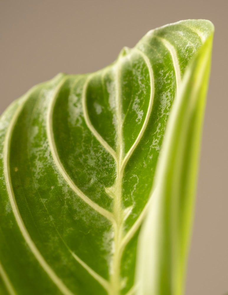 Nahaufnahme eines Maranta-Zitronenlimettenblattes mit ausgeprägten Adern, strukturierter Oberfläche und sanfter Rundung vor einem weichen, neutralen Hintergrund, der die detaillierten Muster dieser Gebetspflanze hervorhebt.