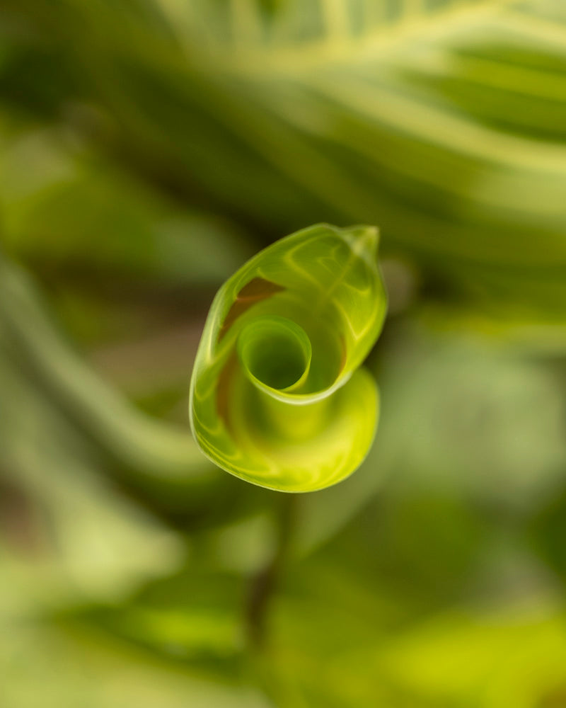 Nahaufnahme eines zartgrünen, spiralförmig gekrümmten Blattes der Maranta „Light Veins“, das seine komplizierten Adern zeigt. Der unscharfe Hintergrund zeigt weiteres Laub einer Pflanzensammlung und erzeugt eine weiche, harmonische grüne Atmosphäre, die die zarte Struktur und die leuchtende Farbe des jungen Blattes hervorhebt.