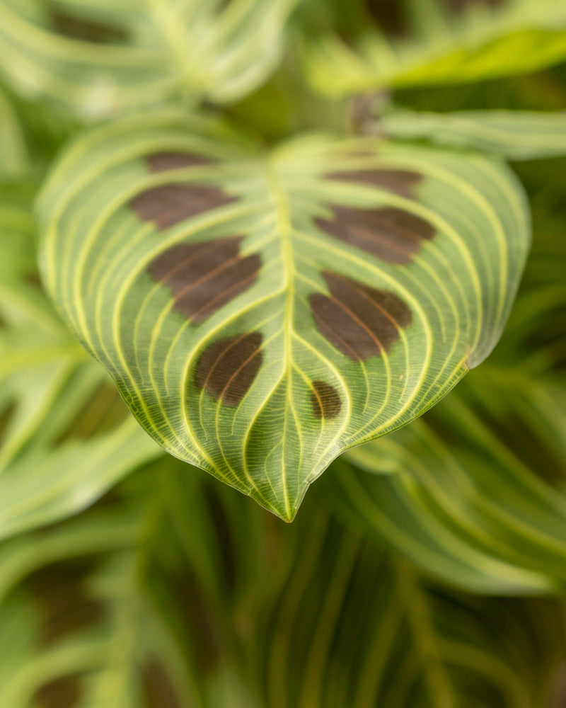 Eine Nahaufnahme eines Maranta-Blattes der Art „Light Veins“ zeigt seinen leuchtend grünen Farbton und die charakteristischen dunkelgrünen ovalen Muster mit komplizierten Blattadern vor einem unscharfen Hintergrund einer üppigen Pflanzensammlung.