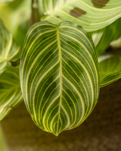 Eine Nahaufnahme des Blattes der Maranta „Light Veins“ zeigt ihr komplexes hell- und dunkelgrünes Streifenmuster. Die Adern bilden ein auffälliges Muster, indem sie sich symmetrisch von der Mittelader verzweigen und so ihre längliche ovale Form hervorheben.