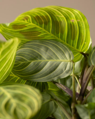 Nahaufnahme von Maranta „Light Veins“ mit leuchtend grünen Blättern und komplizierten helleren Blattadernmustern. Die Blätter weisen eine weiche, leicht glänzende Textur auf und sind mit sichtbaren Stielen überzogen, die sich vor einem leicht verschwommenen Hintergrund abheben, was sie zu einer einzigartigen Ergänzung für jede Pflanzensammlung macht.