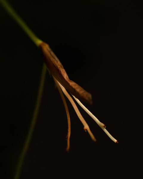 Detailshot der Blüte einer Maranta light veins.