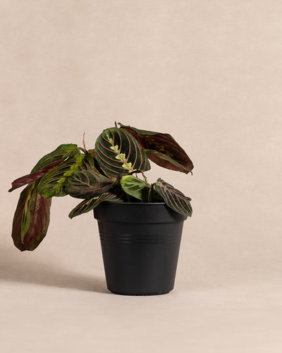 Maranta ohne Übertopf