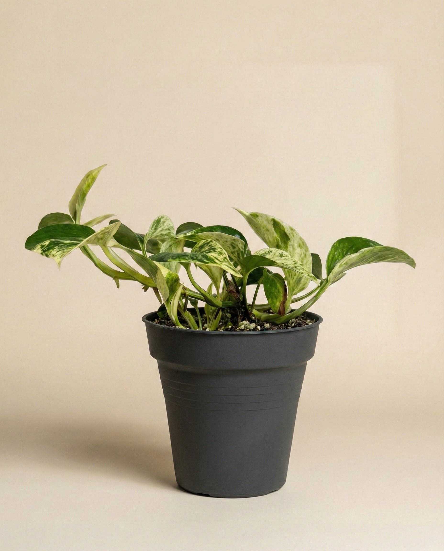Die Efeutute 'Marble Queen' - feey hat breite grüne und weiße panaschierte Blätter in einem dunkelgrauen Topf vor einem beigen Hintergrund - diese pflegeleichte Pflanze bringt frischen Stil in jeden Raum.