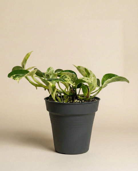 Die Efeutute 'Marble Queen' - feey hat breite grüne und weiße panaschierte Blätter in einem dunkelgrauen Topf vor einem beigen Hintergrund - diese pflegeleichte Pflanze bringt frischen Stil in jeden Raum.