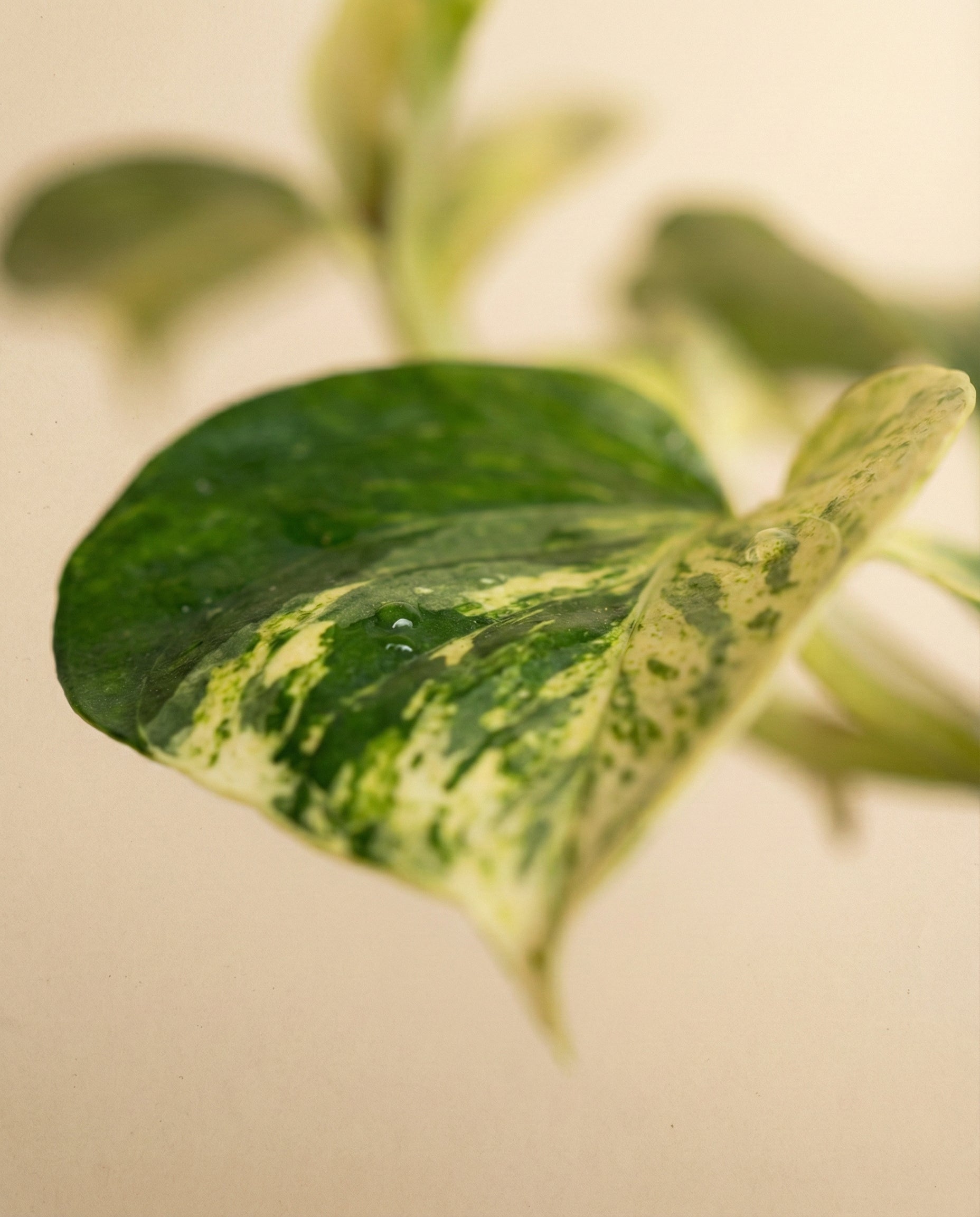 Nahaufnahme eines grünen und gelben Efeutute 'Marble Queen' - Feenblattes mit einem Wassertropfen vor einem zartbeigen Hintergrund mit sanft verschwommenen Blättern dahinter.