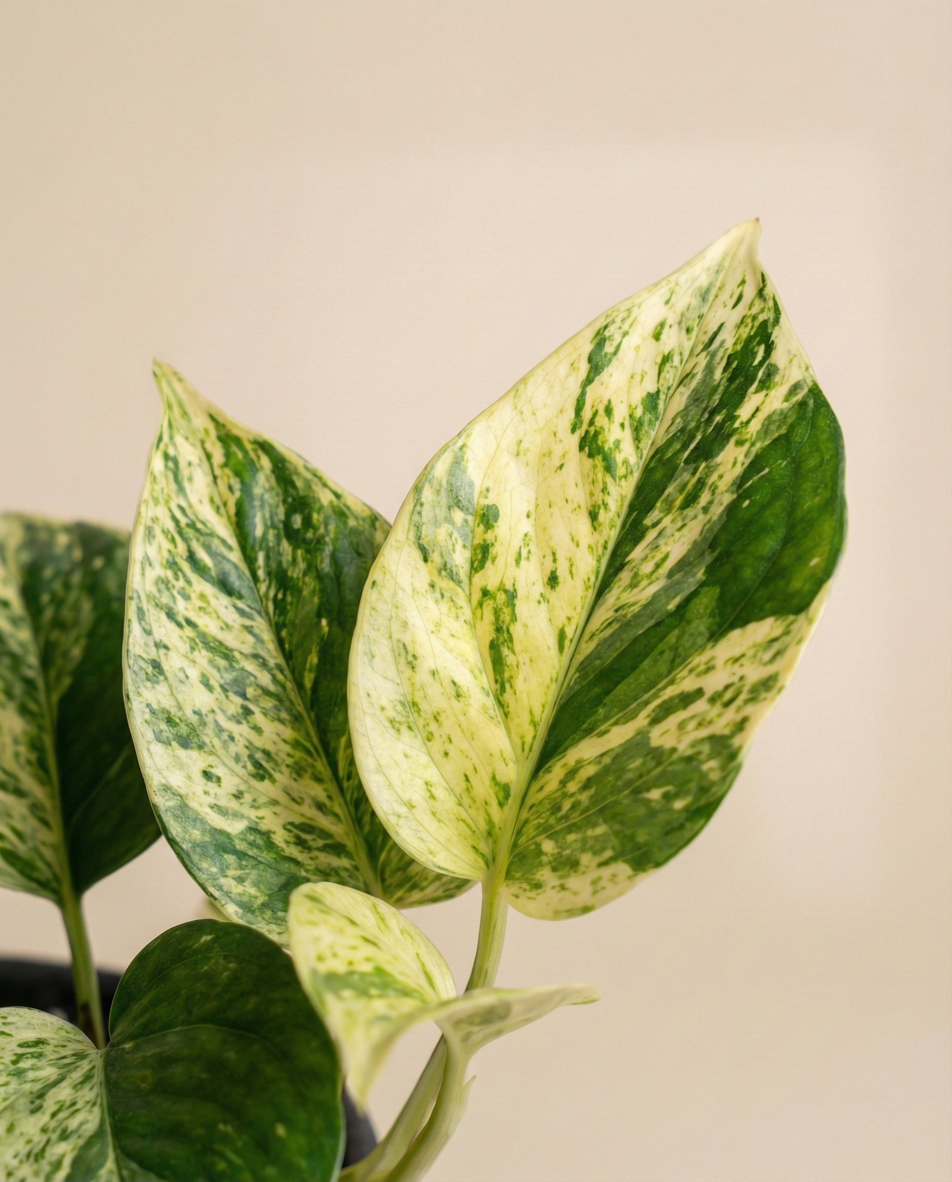 Nahaufnahme einer Efeutute 'Marble Queen' - eine Fee mit auffallend großen, panaschierten Blättern in Cremegelb und Grün, die sich vor einem einfarbig beigen Hintergrund präsentieren.