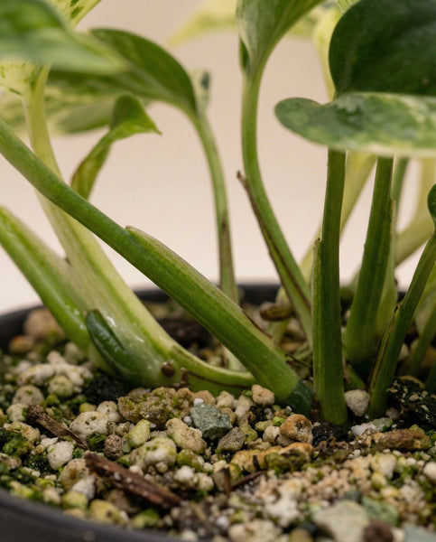 Nahaufnahme der Basis von Efeutute 'Marble Queen' - fey Stämme in einem schwarzen Topf, mit Erde, die mit kleinen Kieselsteinen, Perlite und organischem Material bedeckt ist.