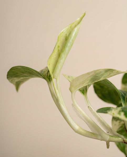 Nahaufnahme einer Efeutute 'Marble Queen' - eine Fee mit blassgrünen und cremeweißen Blättern, die sich vor einem einfarbig beigen Hintergrund entfalten.