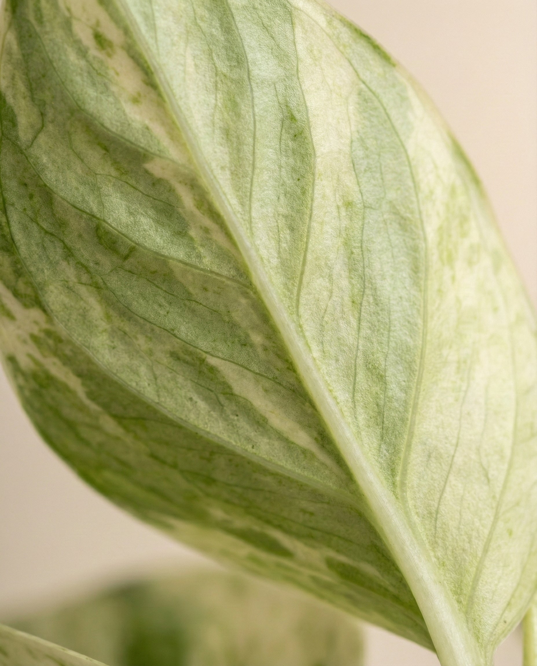 Eine Nahaufnahme eines einzelnen Efeutute 'Marble Queen' - fey Blatt zeigt einzigartige grüne und weiße Panaschierung mit detaillierten Texturen. Diese Epipremnum pinnatum ist bekannt dafür, besonders pflegeleicht zu sein, vor einem weichen, neutralen Hintergrund.