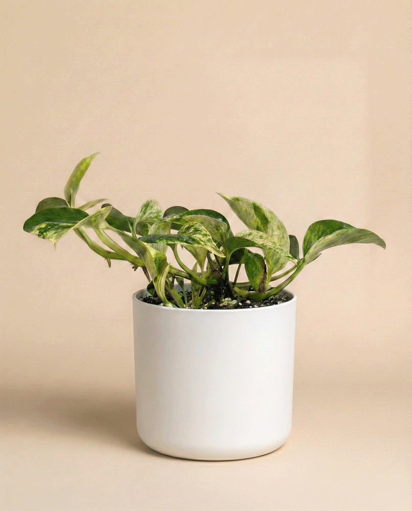 Eine panaschierte Efeutute 'Marble Queen' - feey sitzt pflegeleicht in einem einfachen weißen Topf vor einem beigen Hintergrund.