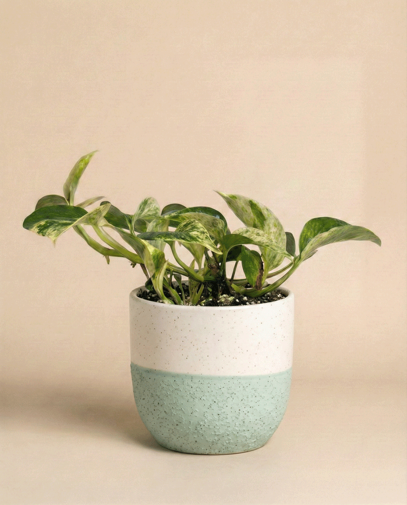 Eine pflegeleichte Efeutute 'Marble Queen' - Fee mit bunten Blättern sitzt in einem zweifarbigen Keramiktopf, weiß und hellblau, vor einem schlichten beigen Hintergrund.