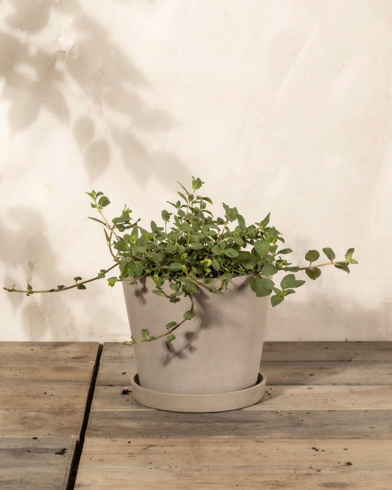 Englische Minze | feey Garten- & Balkonpflanzen 🌳 – feey AG Englische Minze | feey Garten- & Balkonpflanzen 🌳 – feey AG