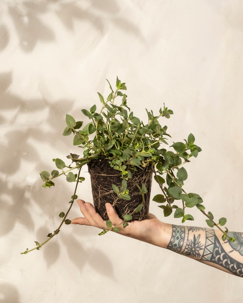 Englische Minze | feey Garten- & Balkonpflanzen 🌳 – feey AG Englische Minze | feey Garten- & Balkonpflanzen 🌳 – feey AG