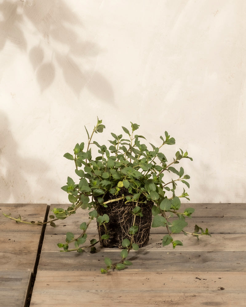 Englische Minze | feey Garten- & Balkonpflanzen 🌳 – feey AG Englische Minze | feey Garten- & Balkonpflanzen 🌳 – feey AG