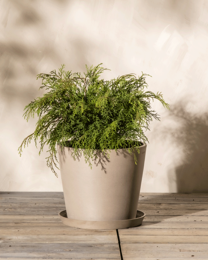 Microbiota decussata | feey Garten- & Balkonpflanzen 🌳 – feey AG Microbiota decussata | feey Garten- & Balkonpflanzen 🌳 – feey AG