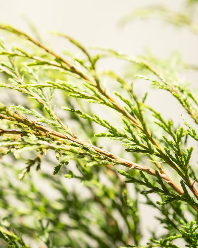 Nahaufnahme von grünen Nadelbaumzweigen vor hellem Hintergrund. Das Bild fängt die feinen, nadelartigen Blätter und komplexen Texturen der Zweige der Microbiota decussata ein, die von weichem, natürlichem Licht beleuchtet werden.