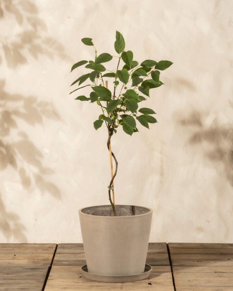 Eine Mini-Kiwi-Pflanze mit schlankem, gewundenem Stamm und grünen Blättern - ideal für Balkon oder Garten - ruht auf einer Holzfläche vor einer hellen, strukturierten Wand mit sanften Blattschatten.
