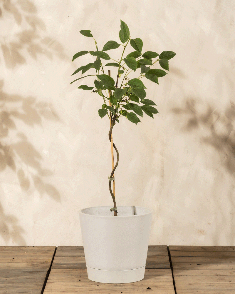 Ein Mini-Kiwi-Baum mit schlankem Stamm steht in einem weißen Topf auf einem Holzboden vor einer beigefarbenen, strukturierten Wand und wirft grüne Schatten - ideal, um Ihrem Garten Charme zu verleihen oder Ihren Balkon zu verschönern.