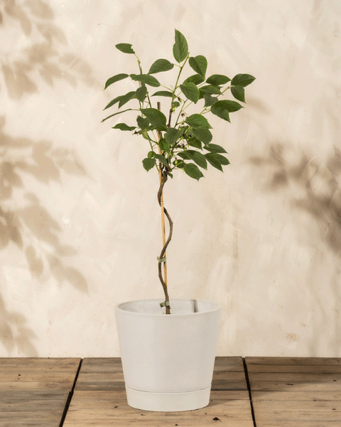 Ein Mini-Kiwi-Baum mit schlankem Stamm steht in einem weißen Topf auf einem Holzboden vor einer beigefarbenen, strukturierten Wand und wirft grüne Schatten - ideal, um Ihrem Garten Charme zu verleihen oder Ihren Balkon zu verschönern.
