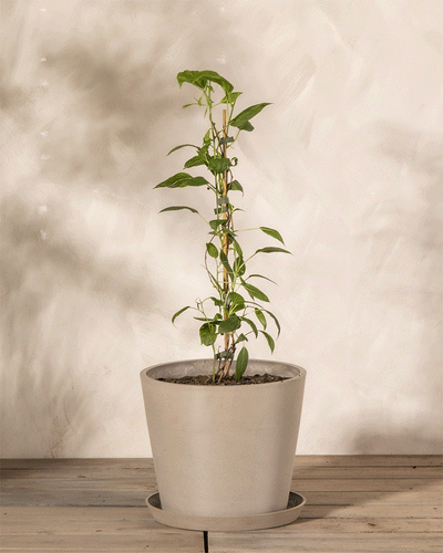 Mini-Kiwi-Pflanze im Topf mit Untersetzern