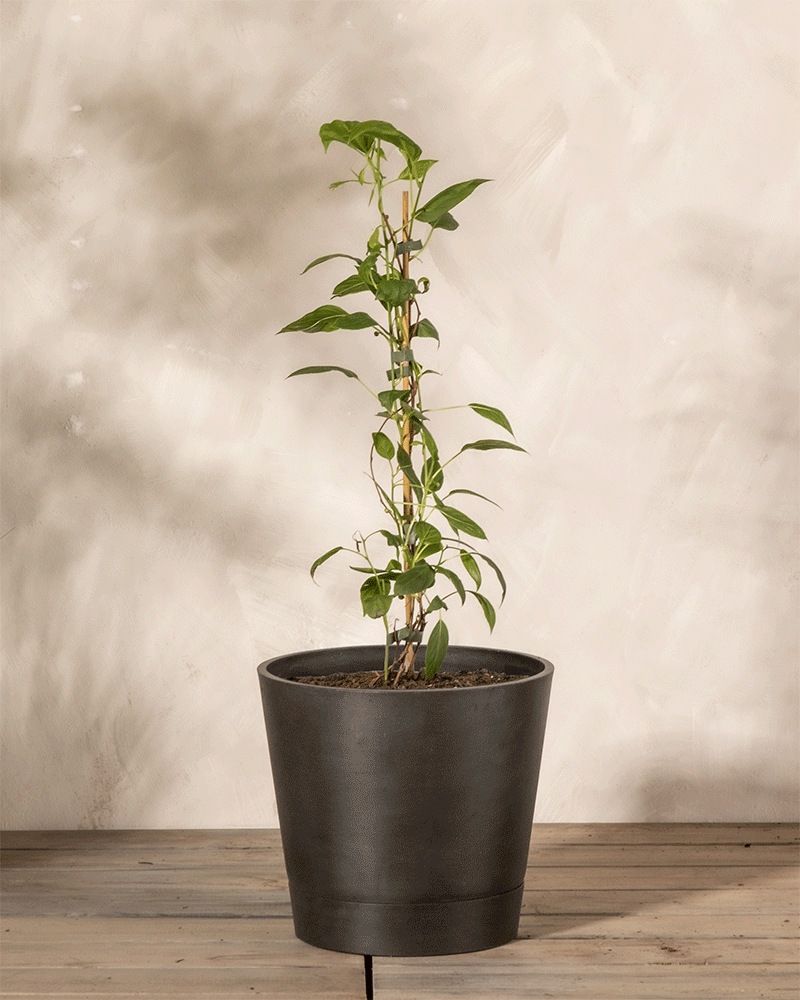Mini-Kiwi-Pflanze im Topf