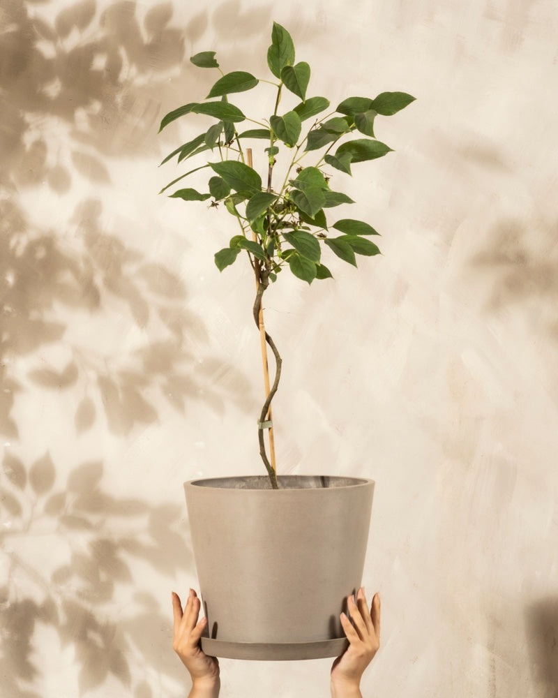 Ein Paar Hände hält eine Mini-Kiwi-Pflanze mit üppigen grünen Blättern - ideal für Balkon oder Garten - vor einer hellbeigen Wand mit Blattschatten im Hintergrund hoch.
