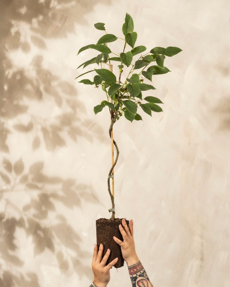 Zwei tätowierte Hände halten eine Mini-Kiwi hoch, eine kleine Topfpflanze mit gedrehtem Stiel und grünen Blättern, ideal für jeden Garten oder Balkon, vor einem hellbeigen Hintergrund, auf dem die Schatten der Blätter an der Wand tanzen.