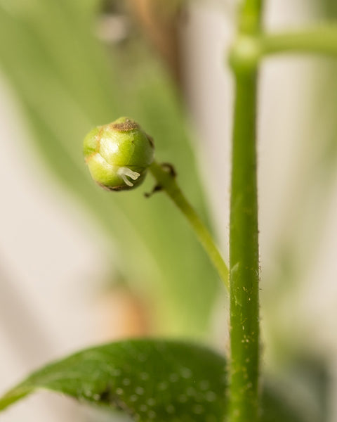 Detailaufnahmen von Mini-Kiwi-Blättern