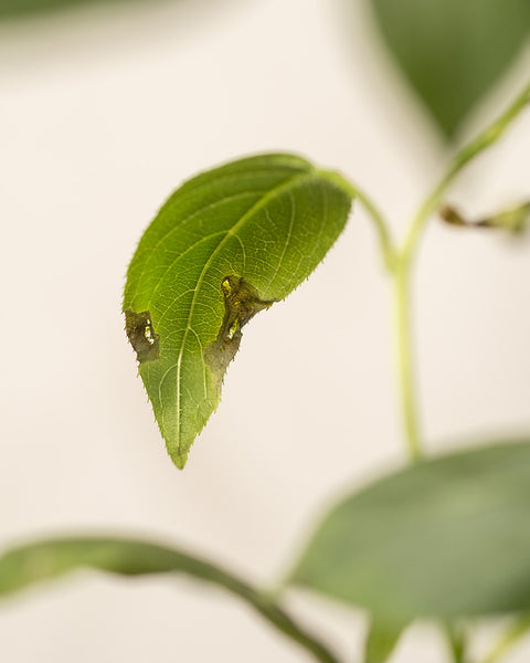 Detailaufnahmen von Mini-Kiwi-Blättern