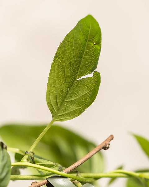 Detailaufnahmen von Mini-Kiwi-Blättern