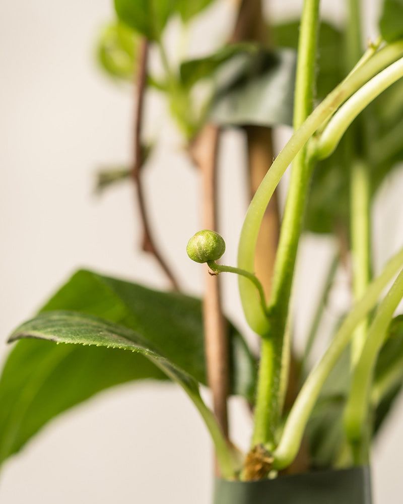 Detailaufnahmen von Mini-Kiwi-Blättern