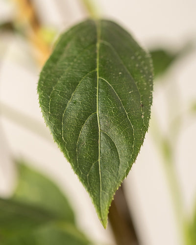 Detailaufnahmen von Mini-Kiwi-Blättern