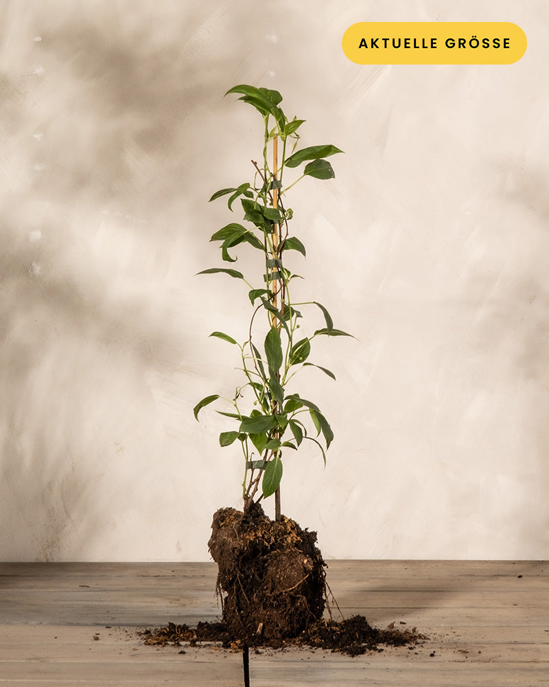 Tatsächliche Größe der Mini-Kiwi-Pflanze in ihrem ersten Frühjahr
