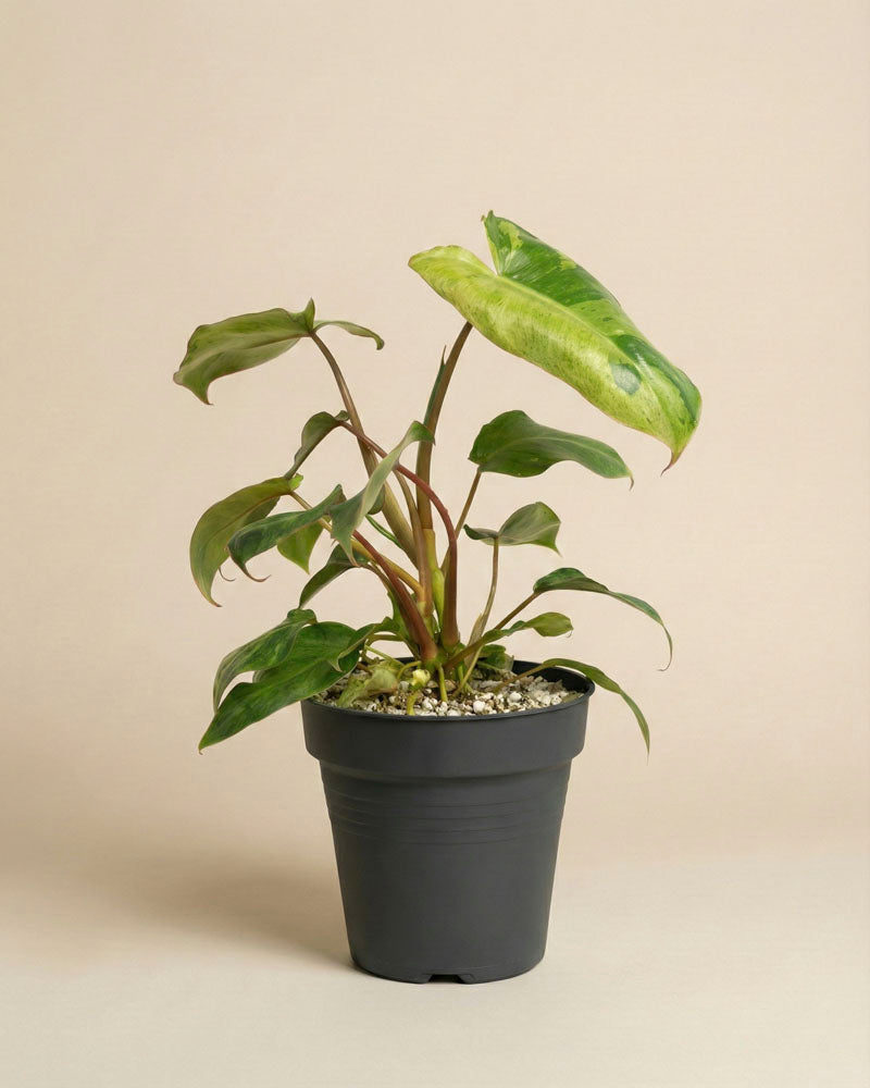 Ein Philodendron 'Paraiso Verde' - feey mit großen, glänzend grünen Blättern sitzt in einem schwarzen Topf mit weißen Kieselsteinen vor einem schlichten beigen Hintergrund.