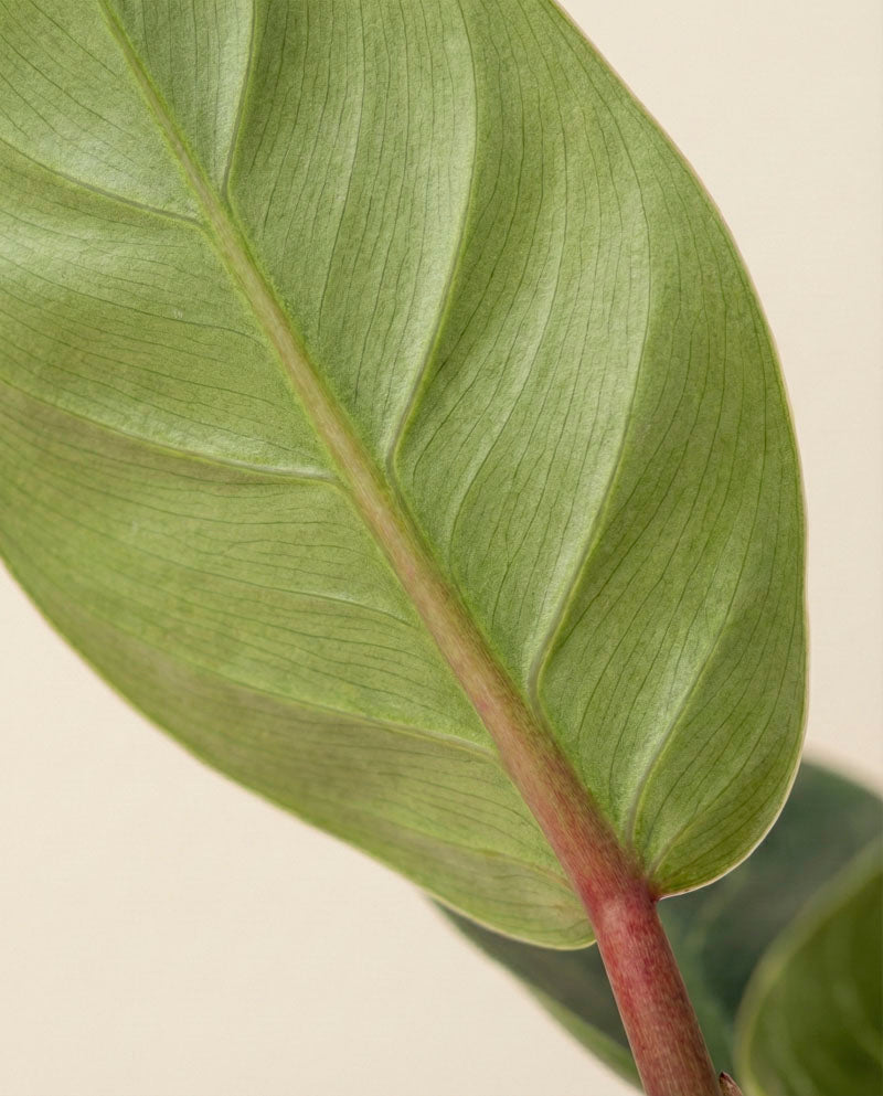 Nahaufnahme eines Philodendron 'Birkin' - Feenblattes mit markanten Adern und rötlichem Stiel auf neutralem Hintergrund. Die Textur des Blattes ist sichtbar, ideal für die Verwendung von Spezialsubstrat.