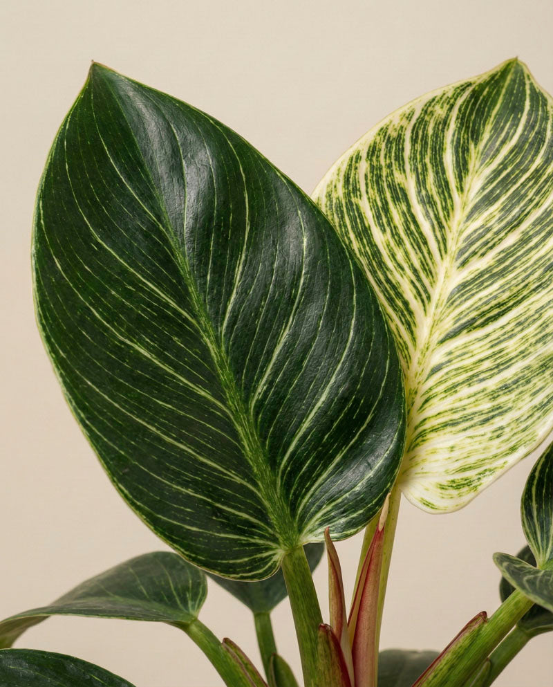 Philodendron 'Birkin' - feey: Zwei große, längliche Blätter - eines dunkelgrün mit hellen Adern, das andere grün mit cremeweißer Panaschierung. Pflegeleichte Pflanze mit glatten, spitzen Blättern und auffallend roten Stielen an der Basis.