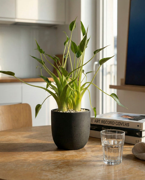 Eine Alocasia 'Tiny Dancer' - feey Topfpflanze steht auf einem Holztisch neben einem klaren Wasserglas und einem kleinen Bücherstapel in einer hellen, modernen Küche.