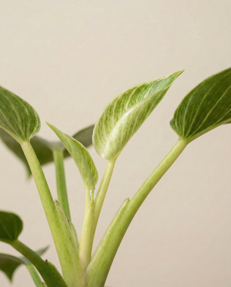 Nahaufnahme einer pflegeleichten Philodendron 'Birkin' - feige Zimmerpflanze mit länglichen Stielen und hellgrün-weiß panaschierten Blättern, die in Spezialsubstrat vor einem schlichten beigen Hintergrund gedeiht.