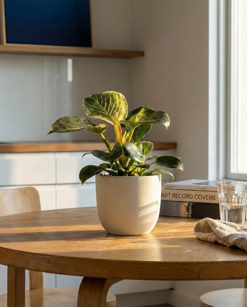 Ein Philodendron 'Birkin' - feey mit breiten grünen Blättern steht auf einem Holztisch in einem sonnenbeschienenen Raum, neben einem Glas Wasser, einem beigen Tuch und 