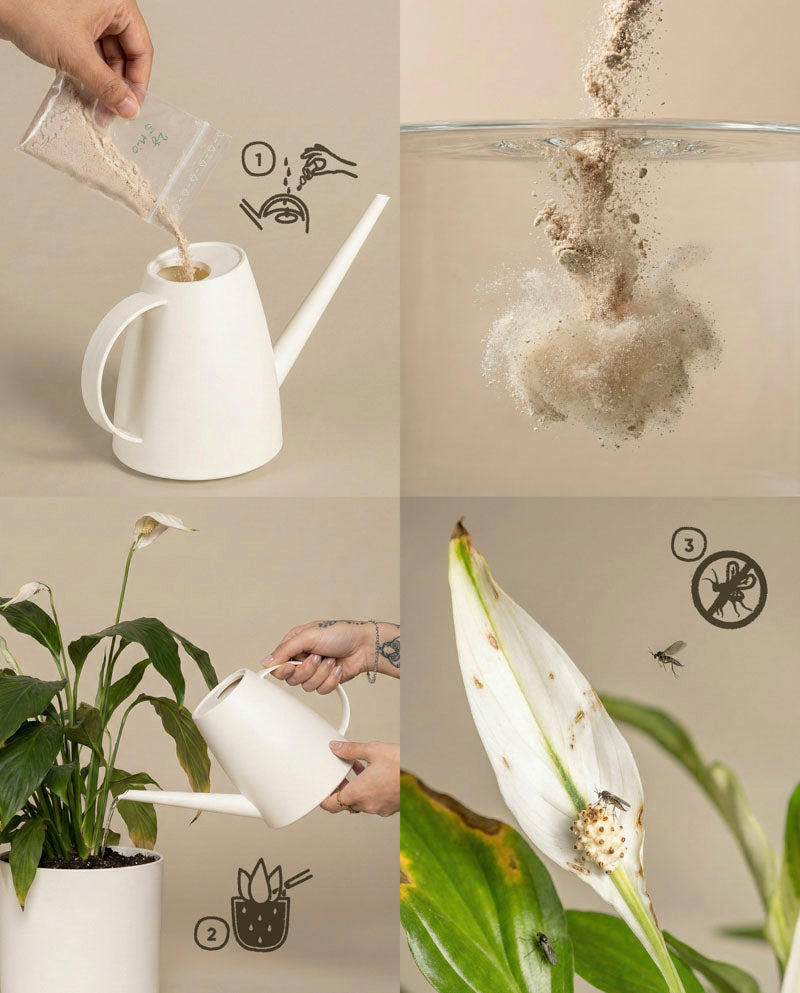 Vier Schritte: Mischen Sie Nematoden gegen Trauermücken-Pulver in eine weiße Gießkanne, lassen Sie es sich auflösen, gießen Sie Ihre Zimmerpflanzen, und sehen Sie Schädlinge auf Blättern. Handgezeichnete Icons zeigen jeden Schritt.