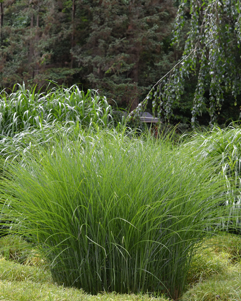 Im Vordergrund einer Gartenszene wächst ein üppiger Büschel Miscanthus sinensis 'Gracillimus', im Hintergrund sind höhere Gräser und Bäume zu sehen. Die Umgebung wirkt ruhig und grün und weist unterschiedliche Texturen und Schattierungen des Laubes auf.