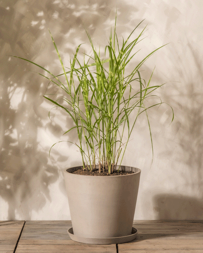 Ein großer Miscanthus sinensis „Strictus“ mit schlanken grünen Blättern steht in einem hellgrauen Topf auf Holz vor einer beigen Wand mit Blattschatten – ein idealer Akzent für jeden Garten.