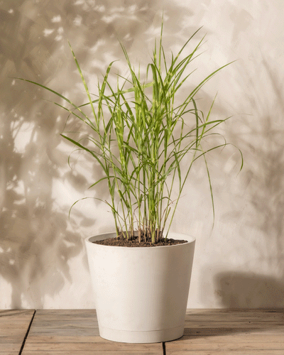 Der große, schlanke grüne Miscanthus sinensis „Strictus“ steht in einem einfachen weißen Topf auf einer Holzoberfläche vor einer beigen Wand und sein Schatten erzeugt die Atmosphäre eines eleganten Innengartens.