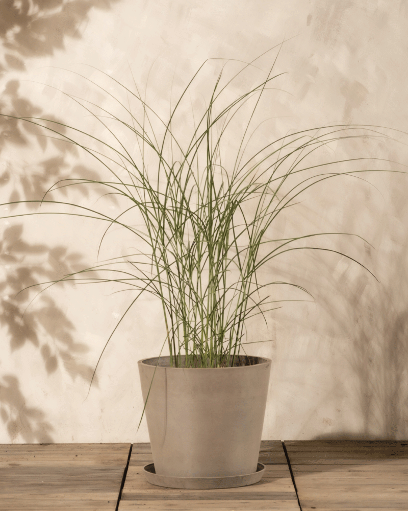 Ein hochgewachsener Miscanthus sinensis 'Gracillimus' in einem grauen Topf sitzt auf Holz, seine schlanken Blätter werfen weiche Schatten auf eine beige strukturierte Wand.