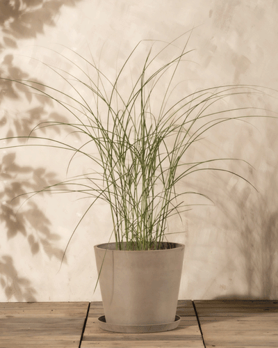 Ein hochgewachsener Miscanthus sinensis 'Gracillimus' in einem grauen Topf sitzt auf Holz, seine schlanken Blätter werfen weiche Schatten auf eine beige strukturierte Wand.