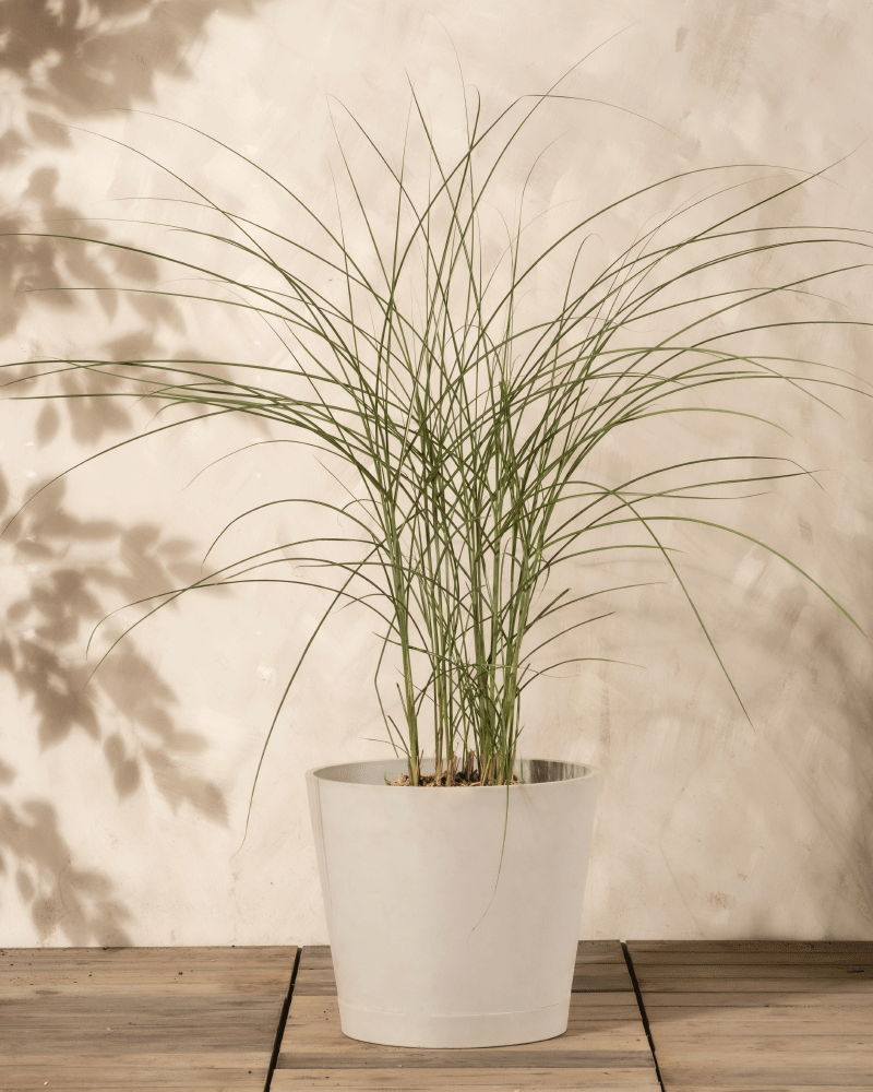 Ein hochgewachsener Miscanthus sinensis 'Gracillimus' mit schlanken Blättern steht in einem weißen Topf auf einer hölzernen Fläche vor einer beigen Wand, an der sich im Hintergrund Schattenspiele abspielen.