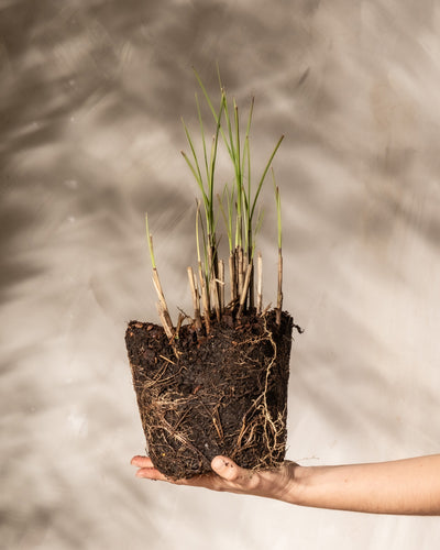 Eine Hand hält einen Miscanthus sinensis „Strictus“ mit freiliegenden Wurzeln und Erde hoch und präsentiert seine hohen grünen Triebe und braunen Stängel vor einem sanft beleuchteten Hintergrund – ideal für jeden Gartenliebhaber.