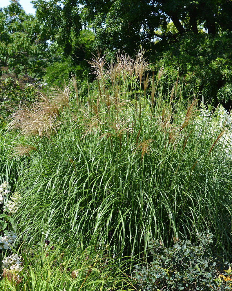 Miscanthus sinensis „Gracillimus“ bildet einen großen, buschigen Horst mit hohen, schlanken grünen Blättern und federleichten braun-braunen Federbüscheln und sorgt so für ein üppiges Aussehen zwischen Bäumen und anderen Gartenpflanzen.